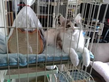 ちょむ 様のお迎えした子猫
