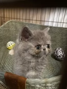 ケンテン 様のお迎えした子猫