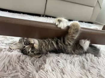 るり 様のお迎えした子猫