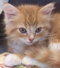 Noah 様のお迎えした子猫