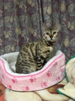 ありゃま 様のお迎えした子猫