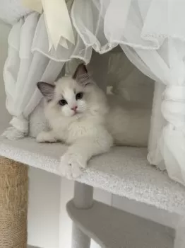 ハリエル 様のお迎えした子猫