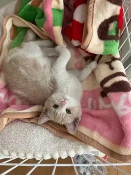 N.S 様のお迎えした子猫