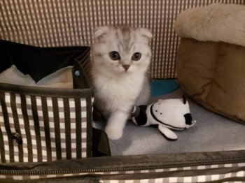 中山良子ブリーダーの評価一覧 口コミ 評判 全猫種 みんなの子猫ブリーダー