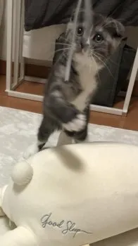 M.M 様のお迎えした子猫