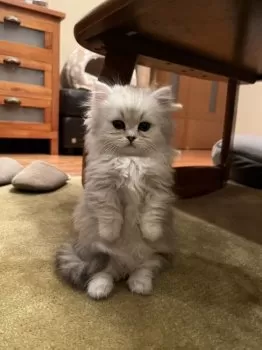 Kim 様のお迎えした子猫