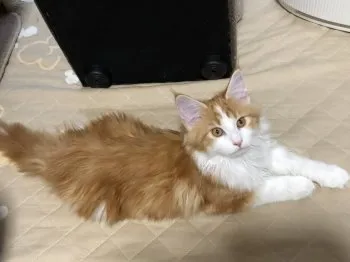 minnie 様のお迎えした子猫