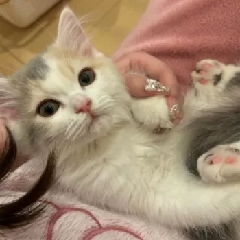 り 様のお迎えした子猫