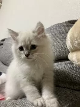 K.R 様のお迎えした子猫