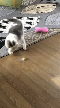 すず虫 様のお迎えした子猫