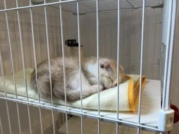 大福 様のお迎えした子猫