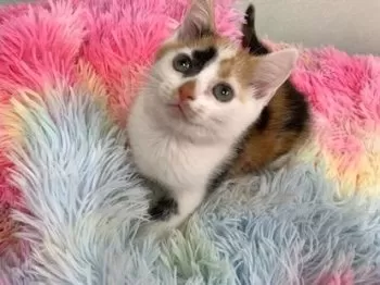 しゃろまつ 様のお迎えした子猫