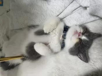 部長 様のお迎えした子猫