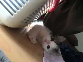 ゆーしー 様のお迎えした子猫
