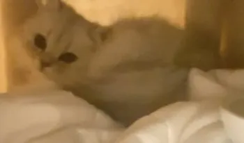 りおん 様のお迎えした子猫
