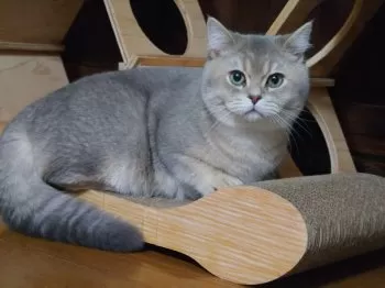 こまるちゃん 様のお迎えした子猫