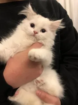 N&M 様のお迎えした子猫