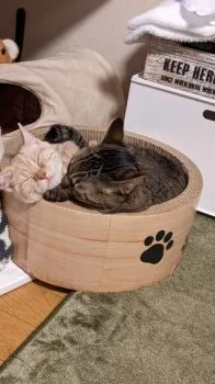 コリカママ 様のお迎えした子猫