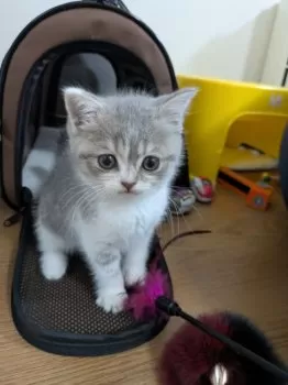 れんげ 様のお迎えした子猫