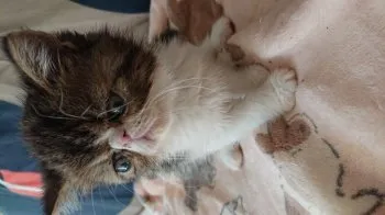 まっち 様のお迎えした子猫