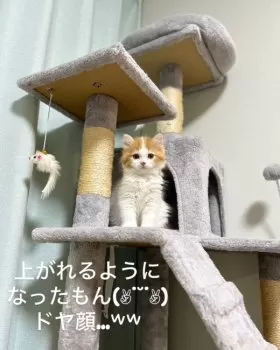 けーぼー 様のお迎えした子猫