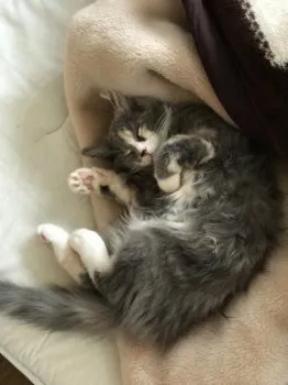 T.O 様のお迎えした子猫