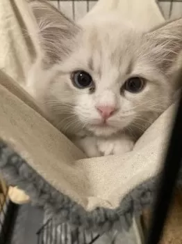 ケンジ 様のお迎えした子猫