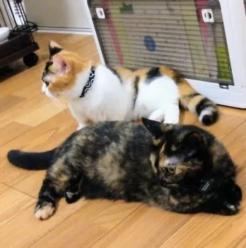 トミ 様のお迎えした子猫