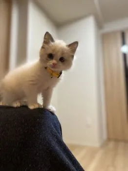 あむちゃん 様のお迎えした子猫