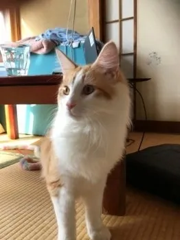 BNR32 様のお迎えした子猫