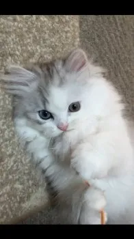ルディMom 様のお迎えした子猫