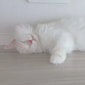 もか 様のお迎えした子猫