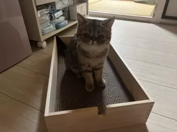 ゆき 様のお迎えした子猫