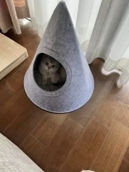 A.I 様のお迎えした子猫