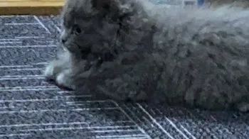 ひで 様のお迎えした子猫