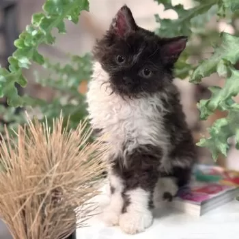Y.U 様のお迎えした子猫