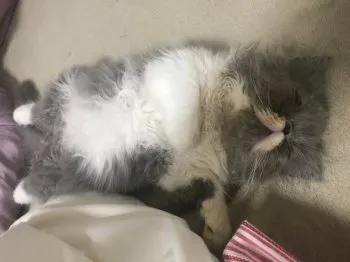 ふるかわ 様のお迎えした子猫