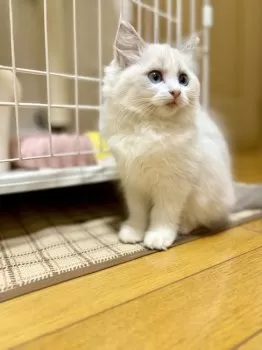 みー 様のお迎えした子猫