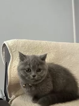 カエル 様のお迎えした子猫