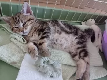 R.M 様のお迎えした子猫