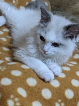 ねねもも 様のお迎えした子猫