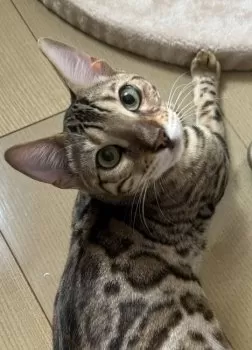 ふじぱん 様のお迎えした子猫