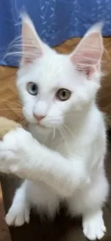 K.O 様のお迎えした子猫
