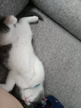 あすか 様のお迎えした子猫