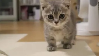 たつや 様のお迎えした子猫