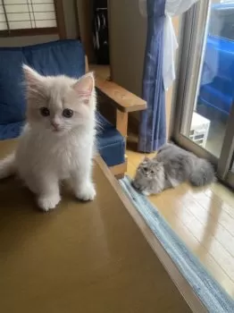 J.A 様のお迎えした子猫
