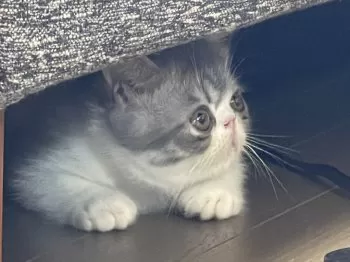 ごん 様のお迎えした子猫