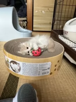 トシオ 様のお迎えした子猫