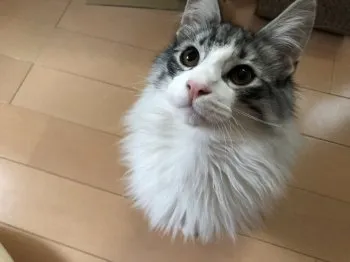 はらママ 様のお迎えした子猫