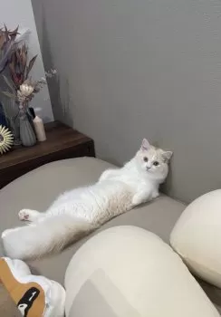 まろん 様のお迎えした子猫